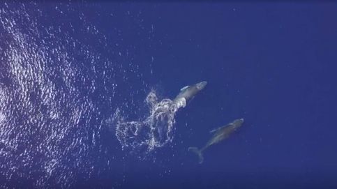 Japón vuelve a cazar ballenas pese a la oposición de organismos internacionales