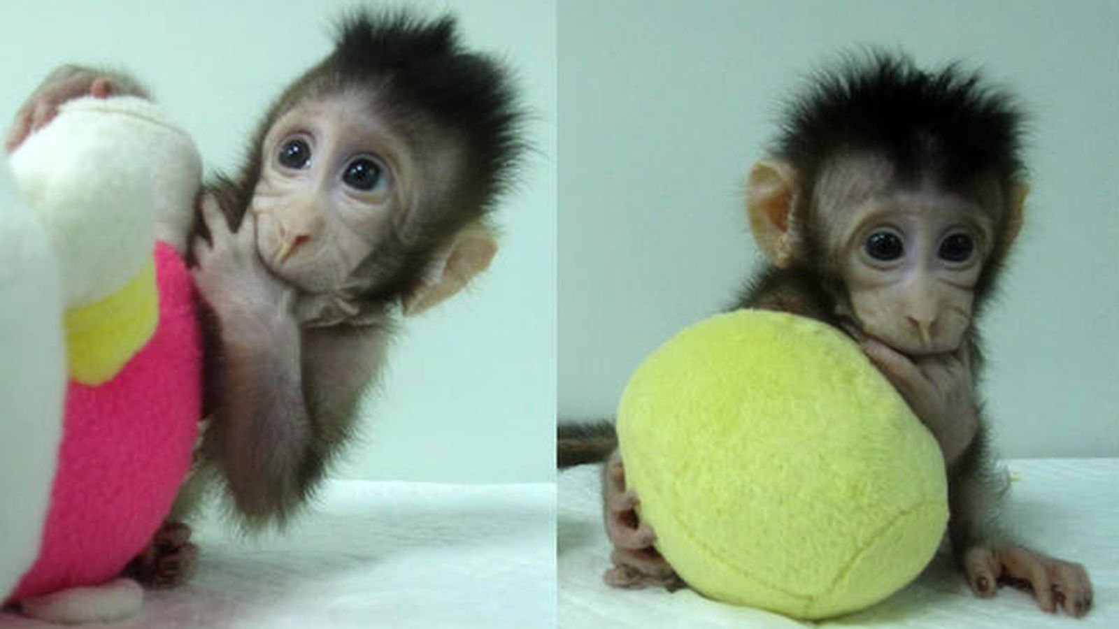 Foto: Zhong Zhong y Hua Hua son los primeros monos clonados mediante transferencia nuclear de células somáticas. / Qiang Sun and Mu-ming Poo / Chinese Academy of Sciences