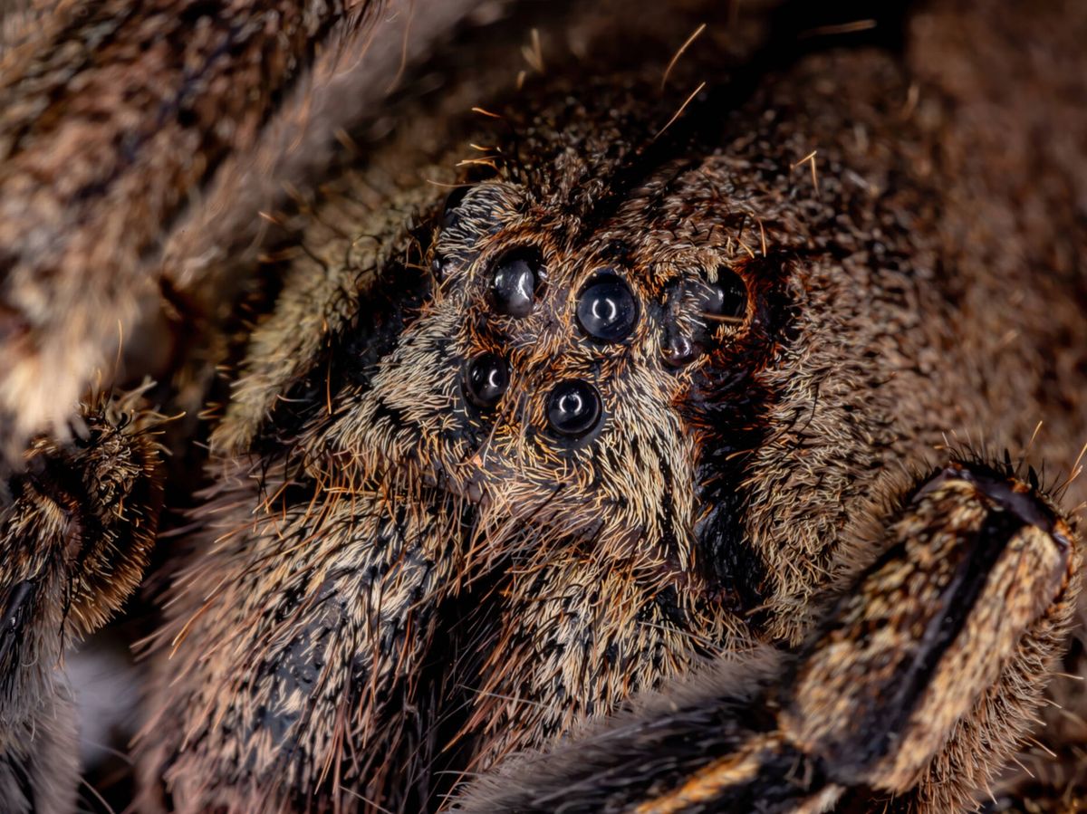 Foto: Una especie de araña errante brasileña (iStock)