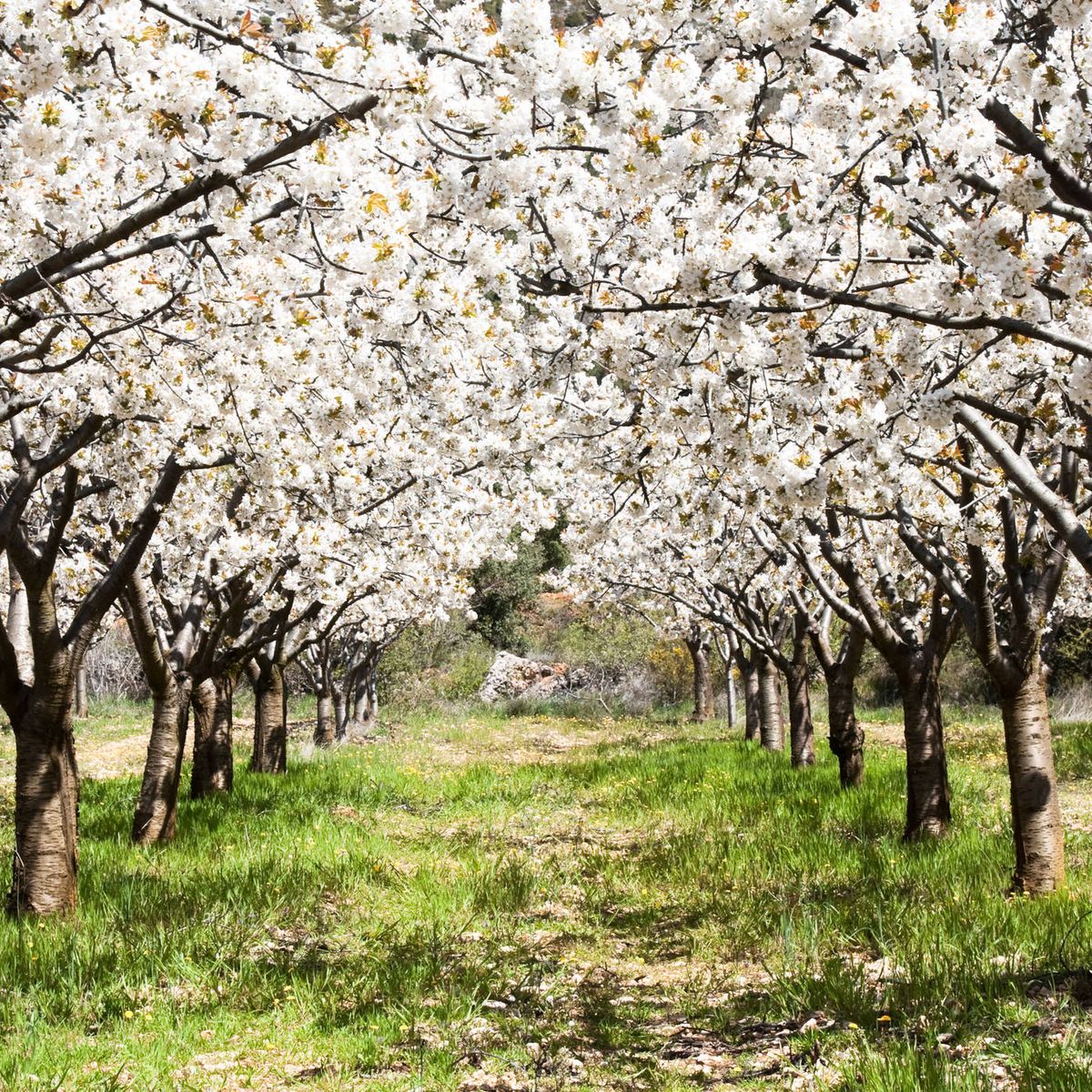 Los mejores sitios de Catalunya para ver los cerezos en flor