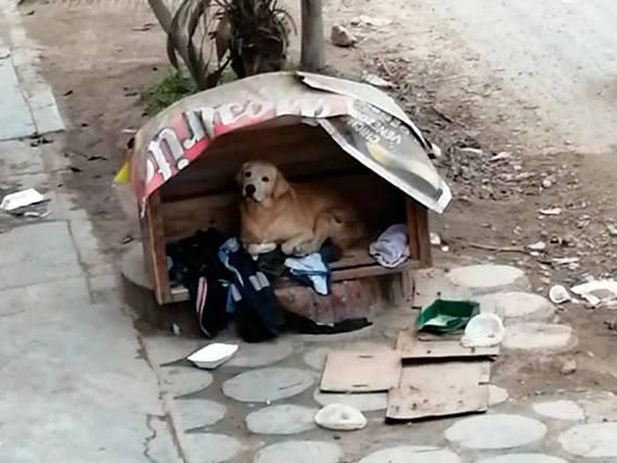Componer justa Adquisición El dueño de un perro lo tiene abandonado y sus vecinos le construyen una  caseta