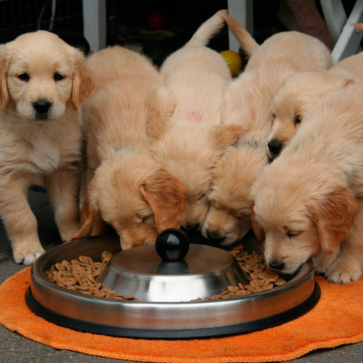 Los 6 mejores dispensadores de agua para perros 
