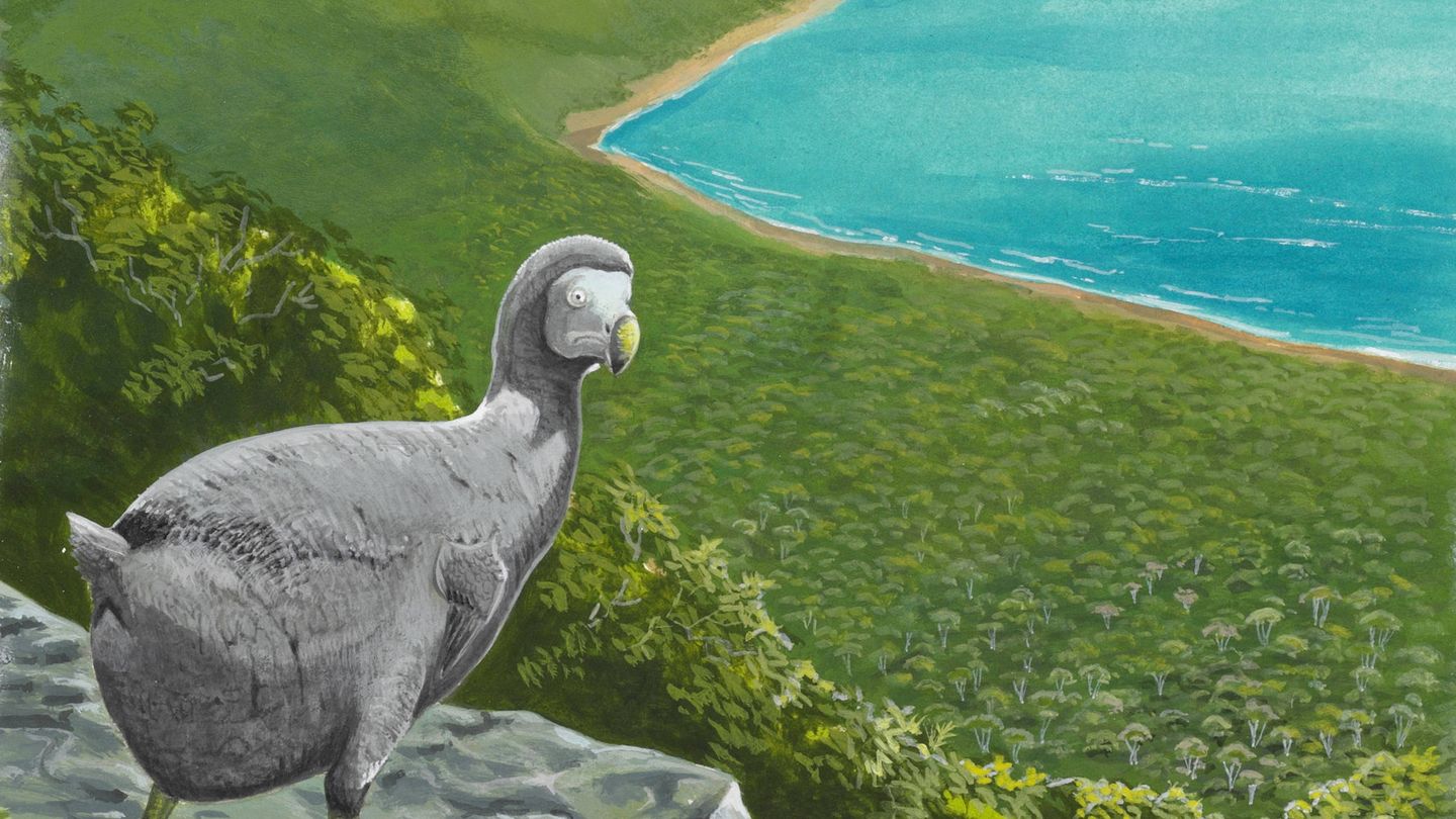 Ilustración de un dodo observando la llegada de humanos a la isla. Su cara lo dice todo (Julian Hume)