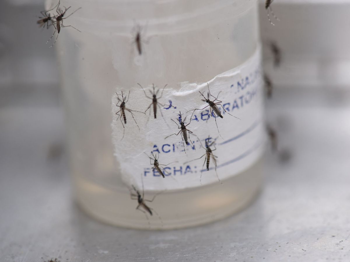 Foto: El Aedes aegypti, mosquito portador del virus del dengue. (EFE/Ernesto Guzmán)