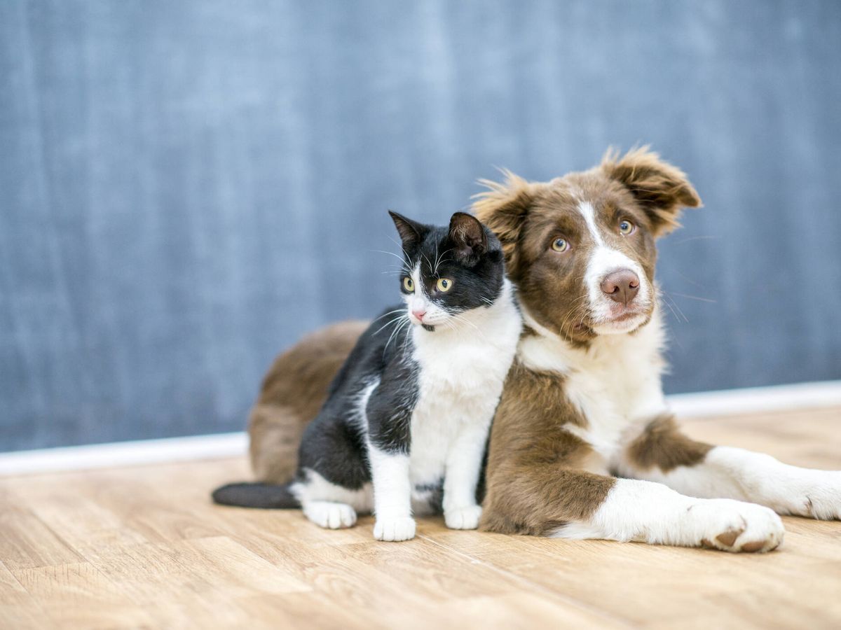 Foto: Un perro y un gato posan juntos. (iStock)