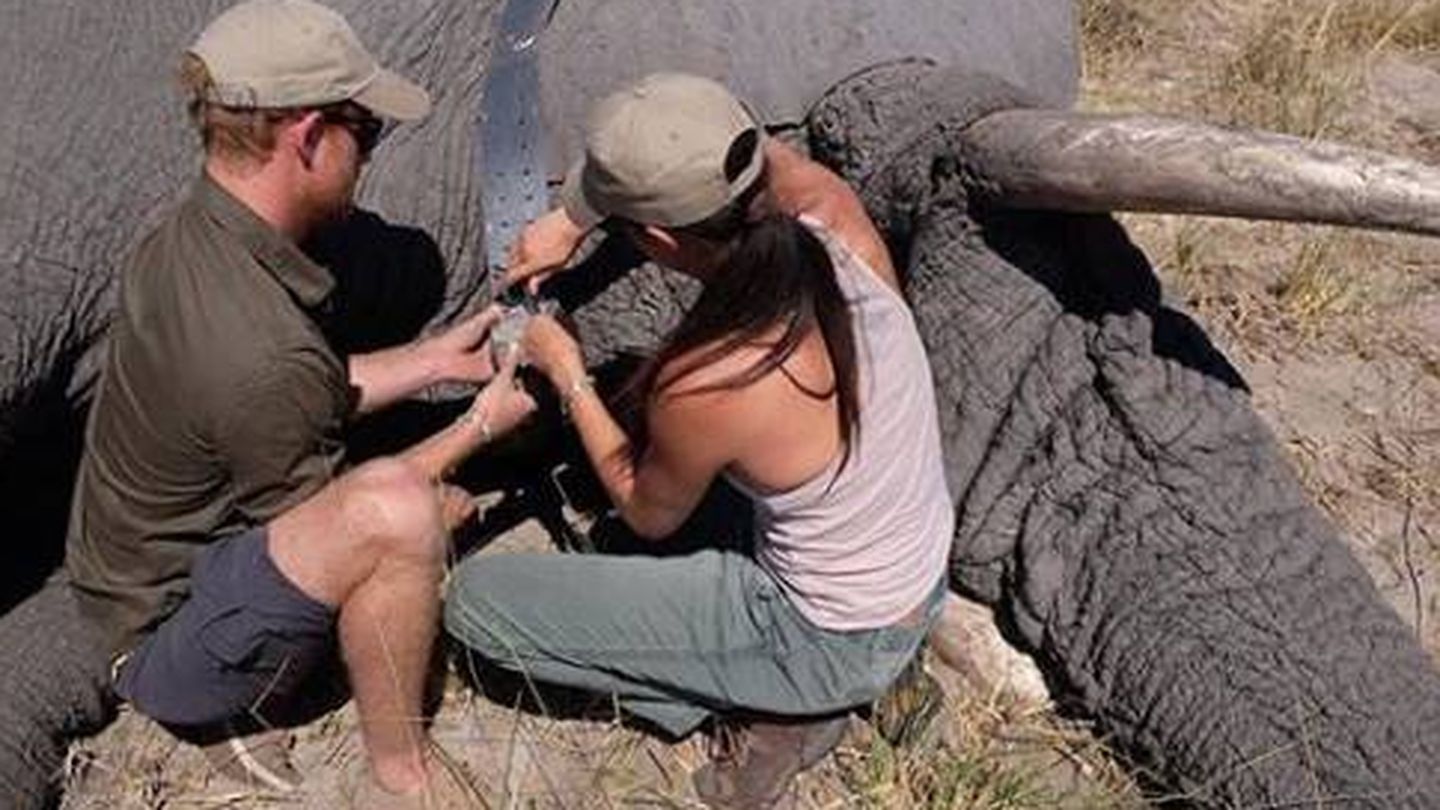 Harry y Meghan colocan un collar satélite a un elefante. (IG)