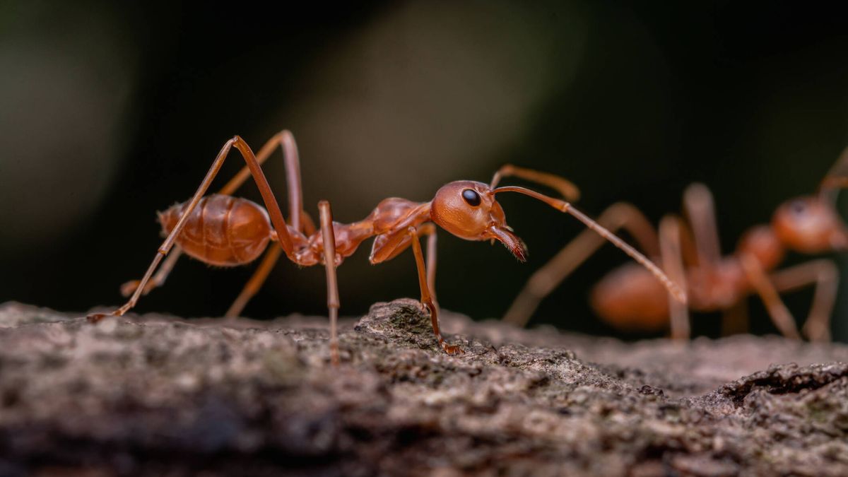 Un grupo de científicos ha contado cuántas hormigas hay en el mundo (y sí, son muchas)