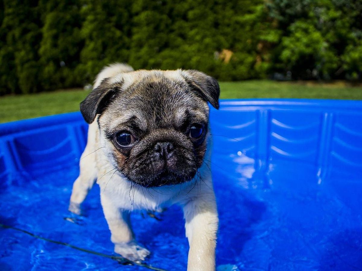 Las piscinas para perros y pequeños