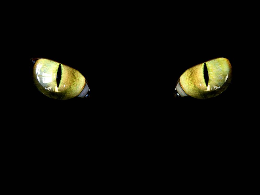Foto: Ojos de un animal en la oscuridad. (iStock)