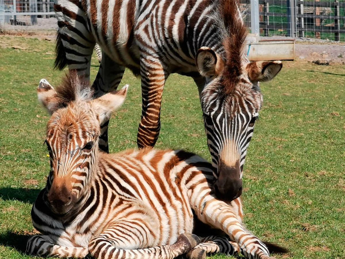 Foto: Hope apenas tenía 7 meses de vida, ya que nació el pasado mes de marzo (Noah’s Ark Zoo Farm)