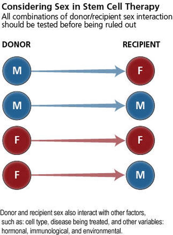 Consideración del sexo en la terapia con células madre (todas las combinaciones de donante/receptor deben ser probadas antes de descartar un efecto)