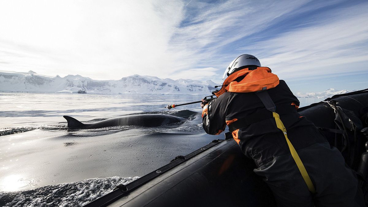Así es la vida de las ballenas en la Antártida