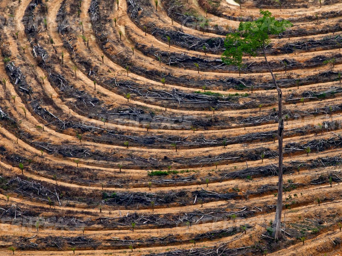 Foto: Deforestación de Kalimantan en Indonesia. Foto: Greenpeace/Ulet Infansasti