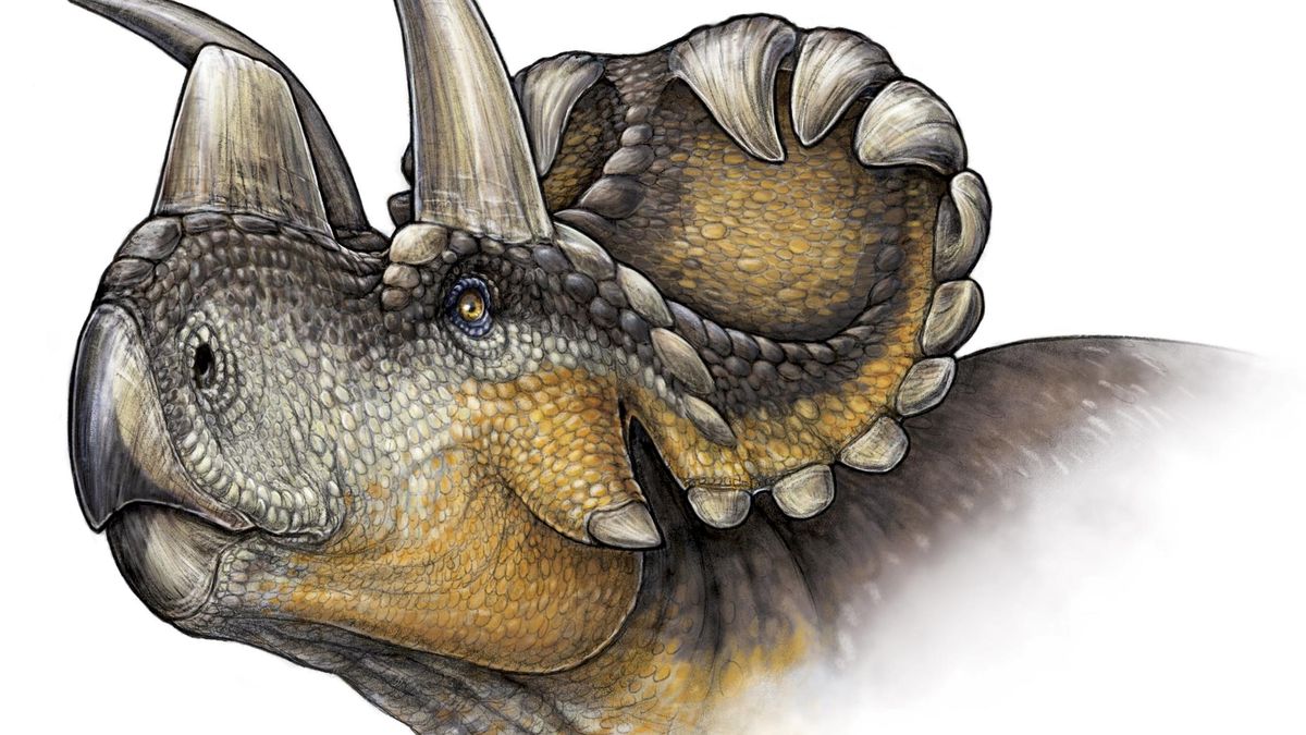 Descubren en EEUU el dinosaurio más antiguo y pequeño de los ceratópsidos 