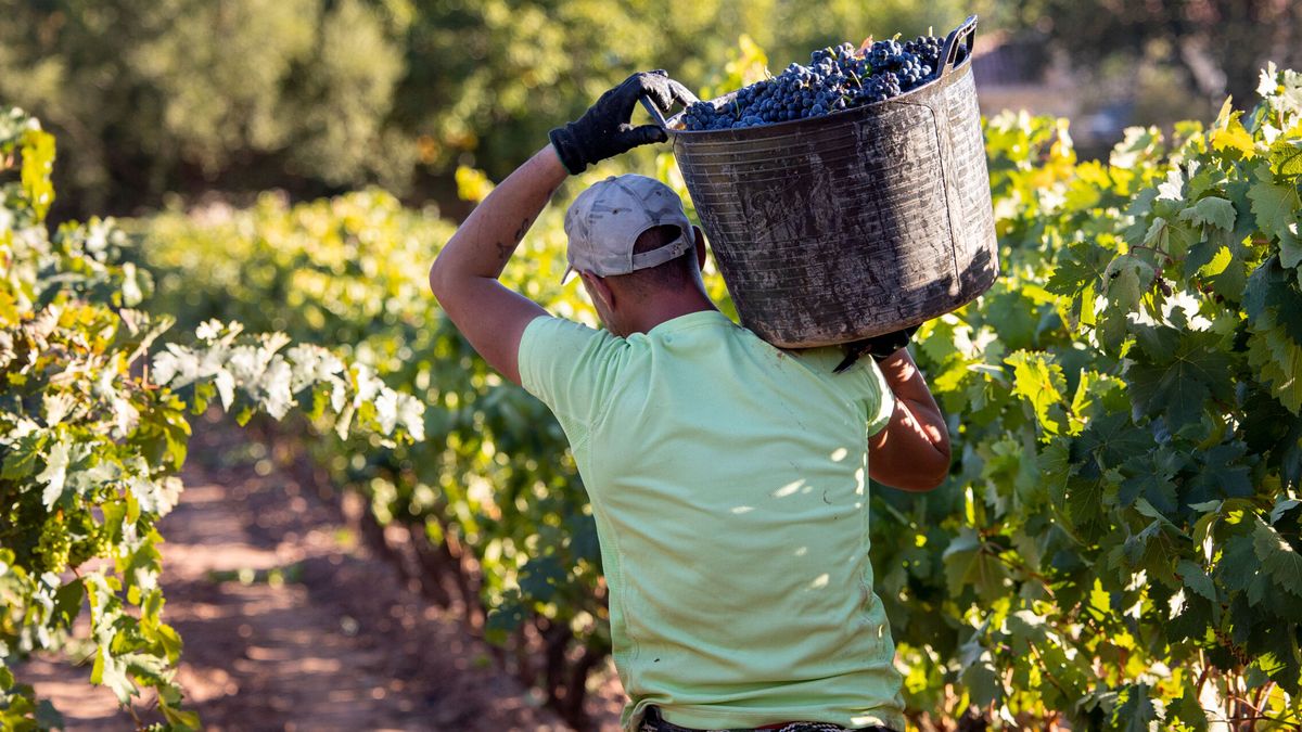 El fantasma que acecha a los vinos rioja: arrancar viñedos para evitar el colapso