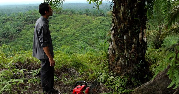 Foto: El 'ecoguerrero' Rudi Putra examina una de las palmeras en una plantación ilegal antes de cortarla. (L. Villadiego)