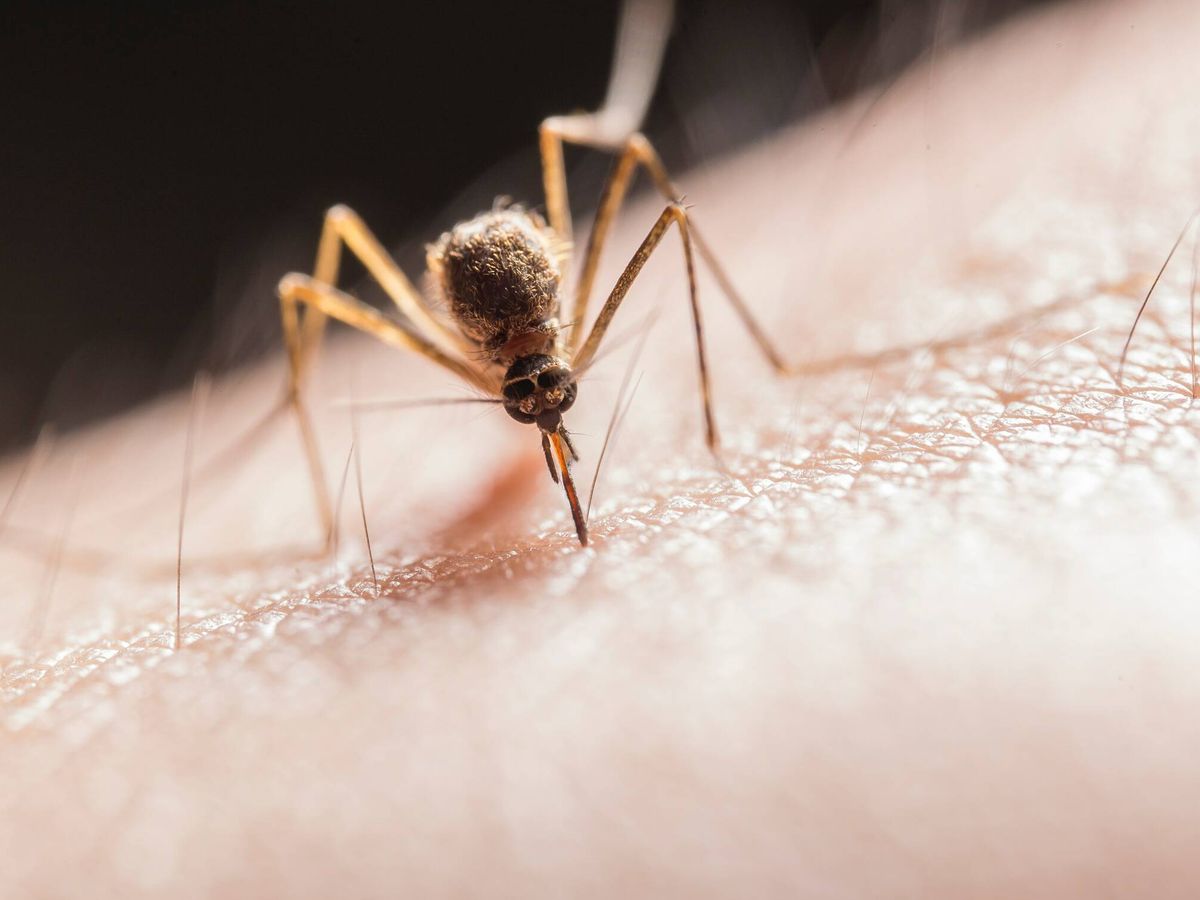 Foto: Una nueva investigación ha relacionado el tipo de jabón que usas con lo atractivo que eres para los mosquitos. (Pexels)