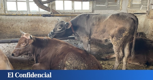 Los canarios que no viven del turismo están agonizando:  No puedo mantener a mis vacas 