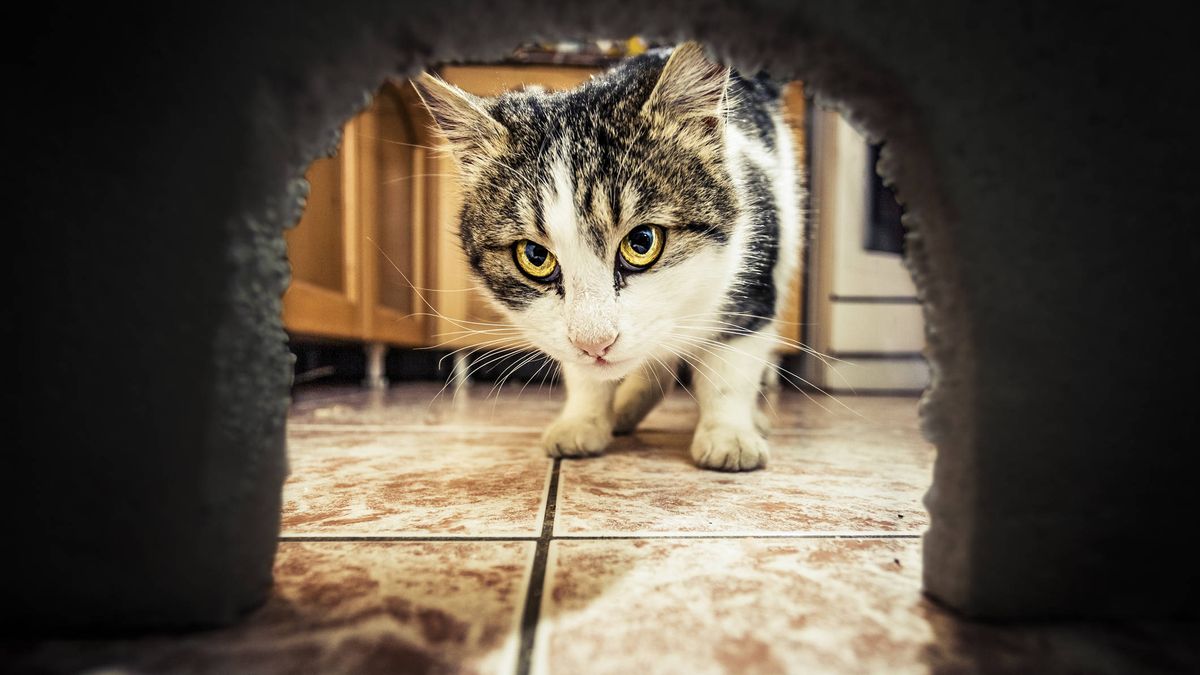 Cómo hacer que tu gato no cace otros animales, según un nuevo estudio científico