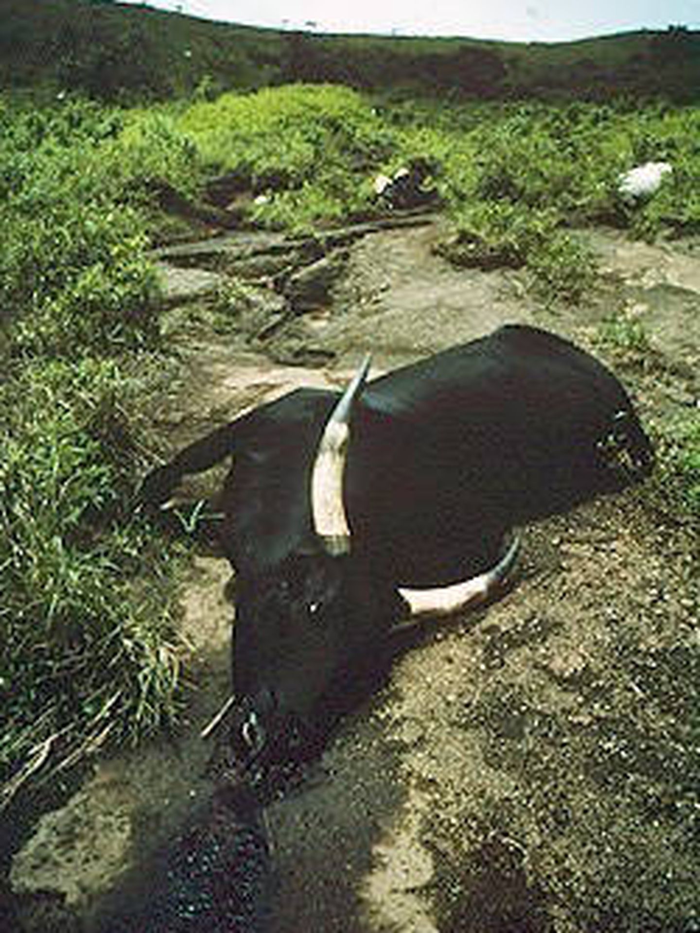 Vaca muerta junto al lago
