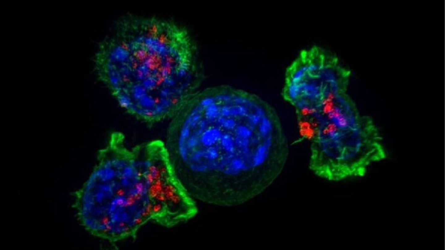 Células CAR-T (rojo y verde) rodeando células cancerosas (azul). (NIH)