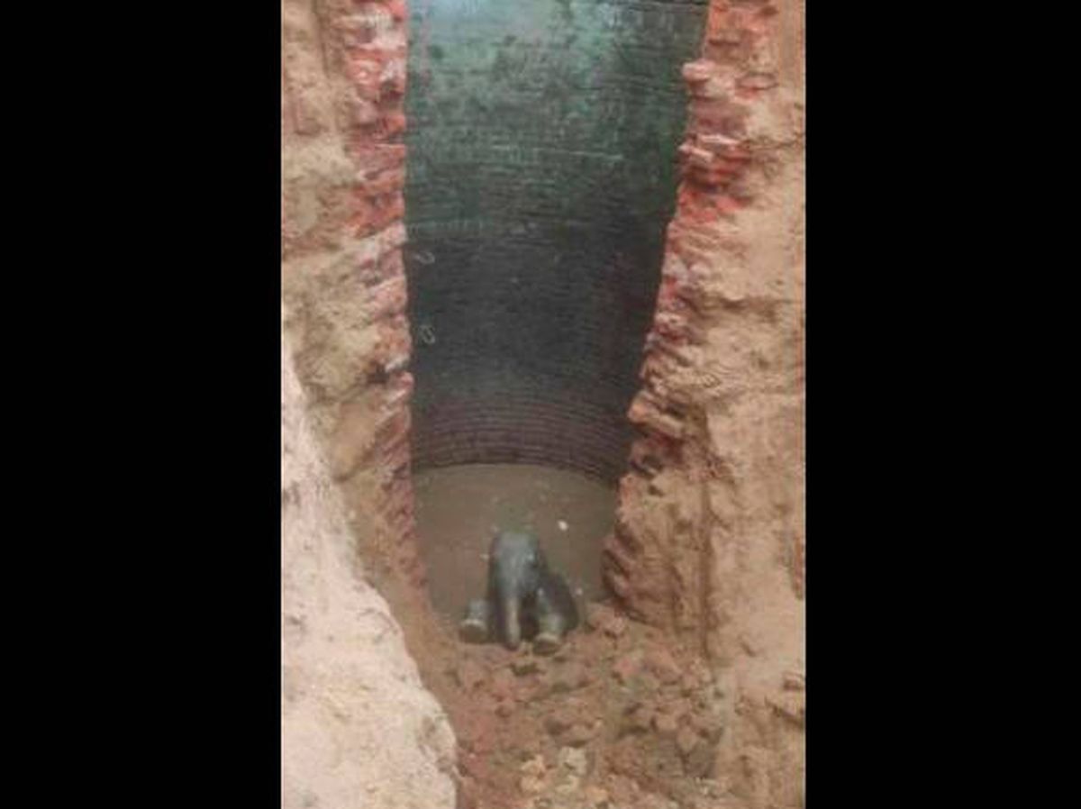 Foto: Tuvieron que cavar una zanja para que el elefante pudiera salir del pozo (YouTube)