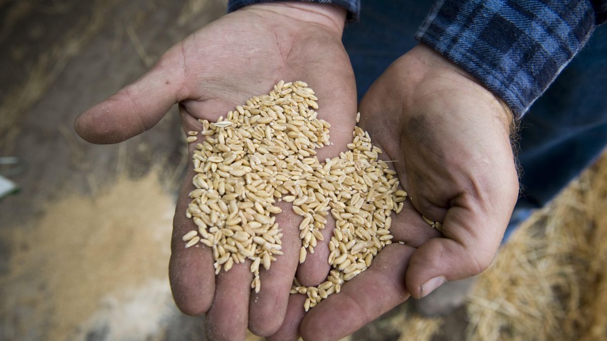 La patente española del trigo para celíacos tendrá que buscarse la vida en el extranjero