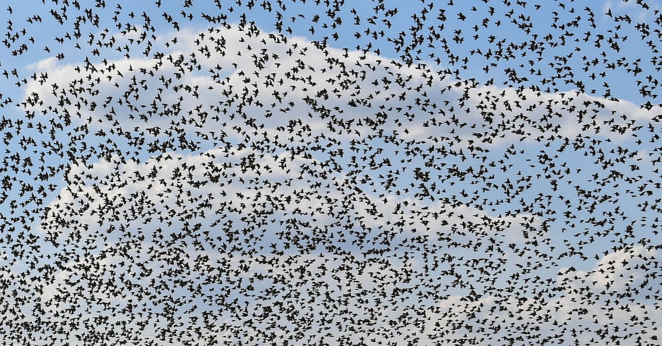 Bando de aves migratorias. (EFE/W. Jargilo)