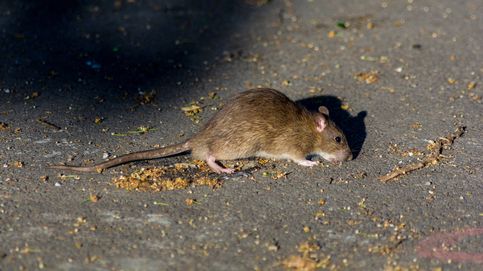 Por qué las ratas de ciudad no son tan peligrosas para la salud como pensamos