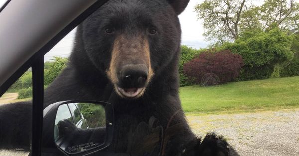 Foto: El oso se colocó de manera amistosa en la ventanilla del conductor (Foto: Control de Animales de Narragansett)