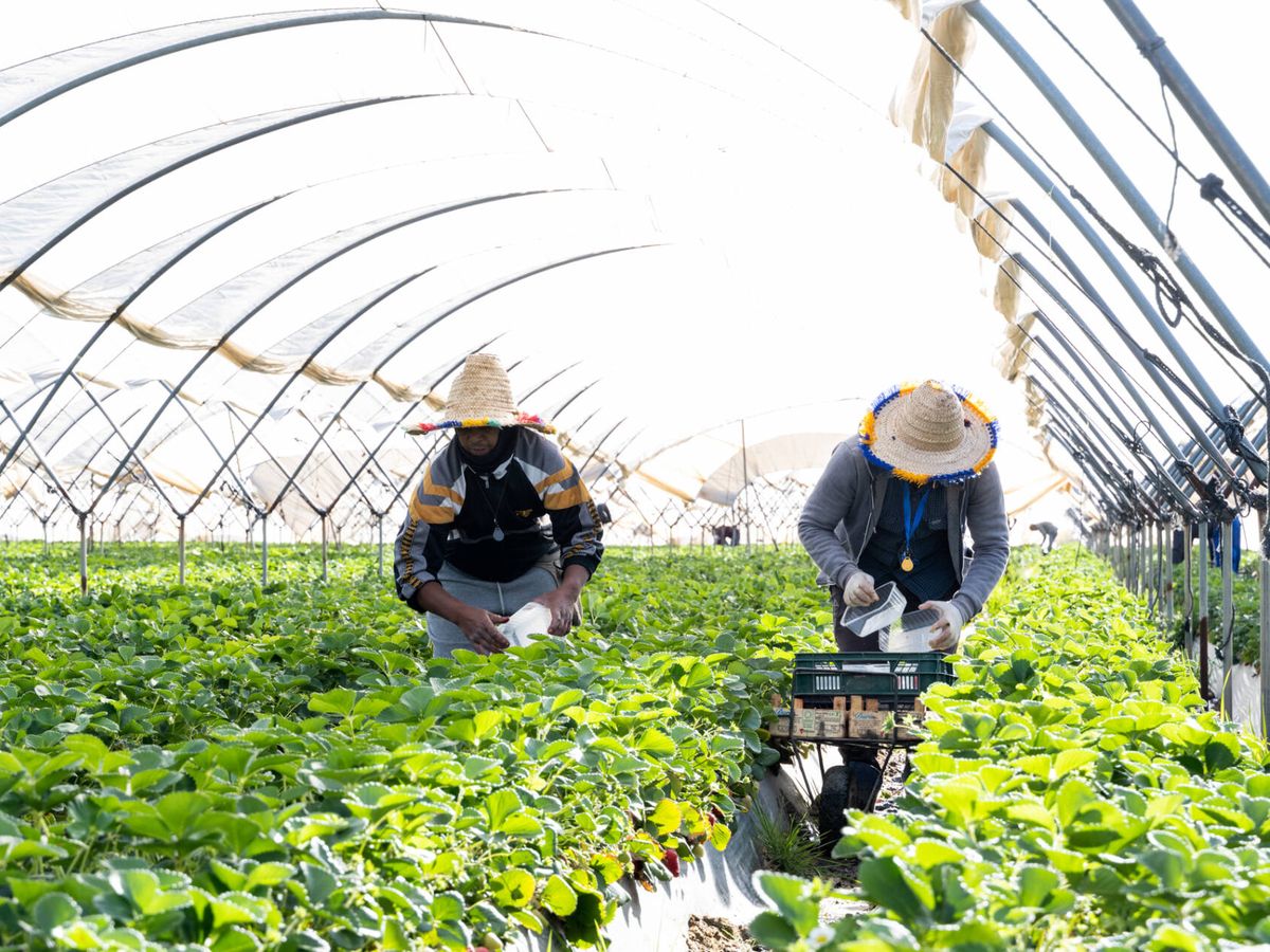 Foto: Trabajadores en una plantación de fresas en el término municipal de Lucena del Puerto, muy próximo al Parque Nacional de Doñana. (Aníbal Gómez)