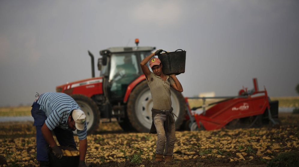 Foto: Jornaleros marroquíes recogen patatas en un campo de Cartagena. (Reuters)