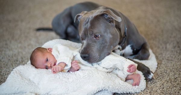 Foto: Los pit bull son perros extraordinarios para el cuidado de bebés y niños pequeños