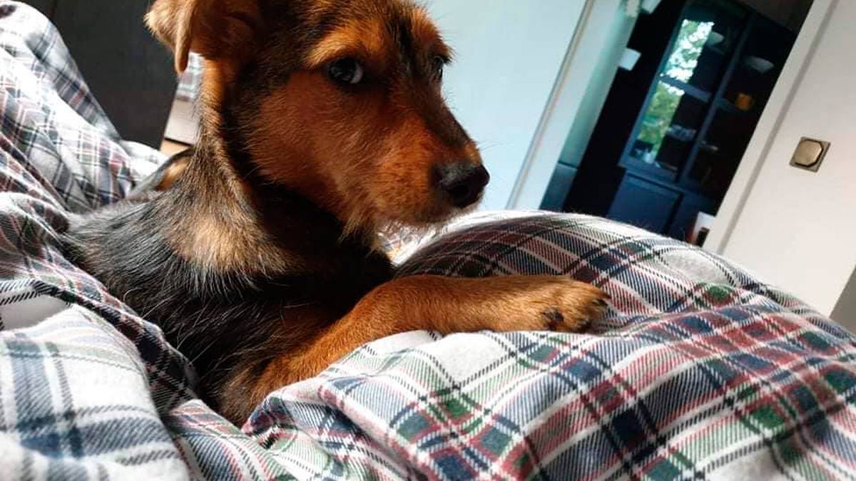 De un zapato en Serbia a una familia en Alemania: así le cambió la vida a este cachorro