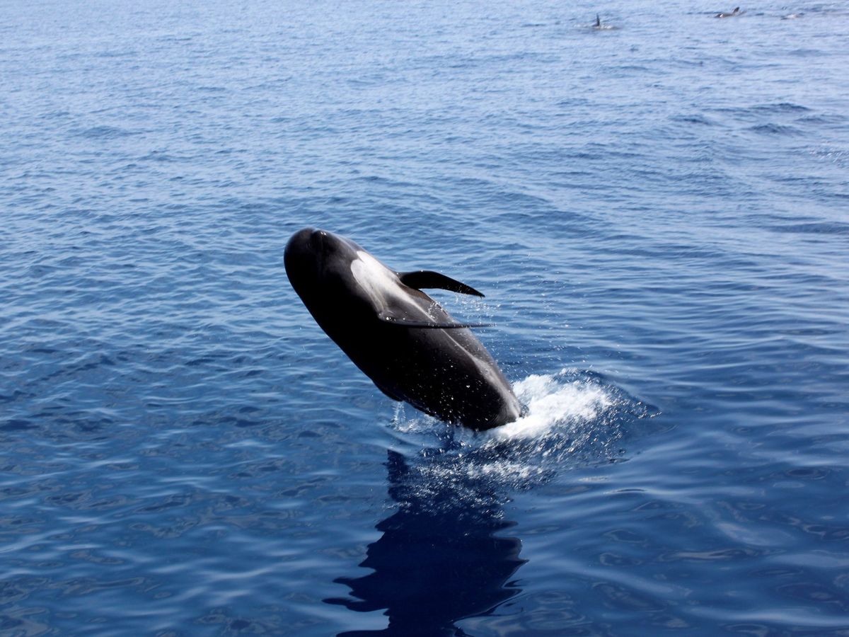 Foto: Una ballena calderón. Foto: EFE