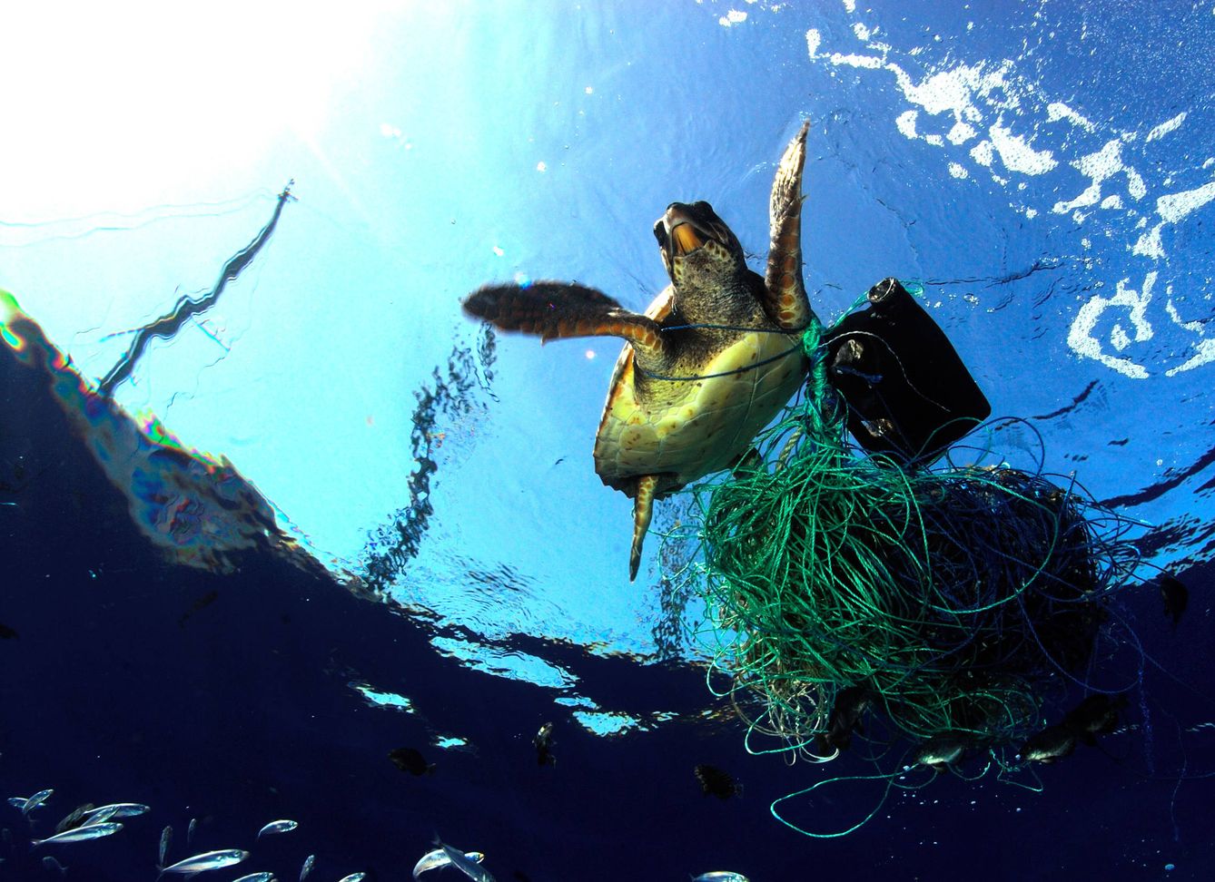 La contaminación marina afecta a más de 600 especies. (Imagen: Marco Carè/Breitling)
