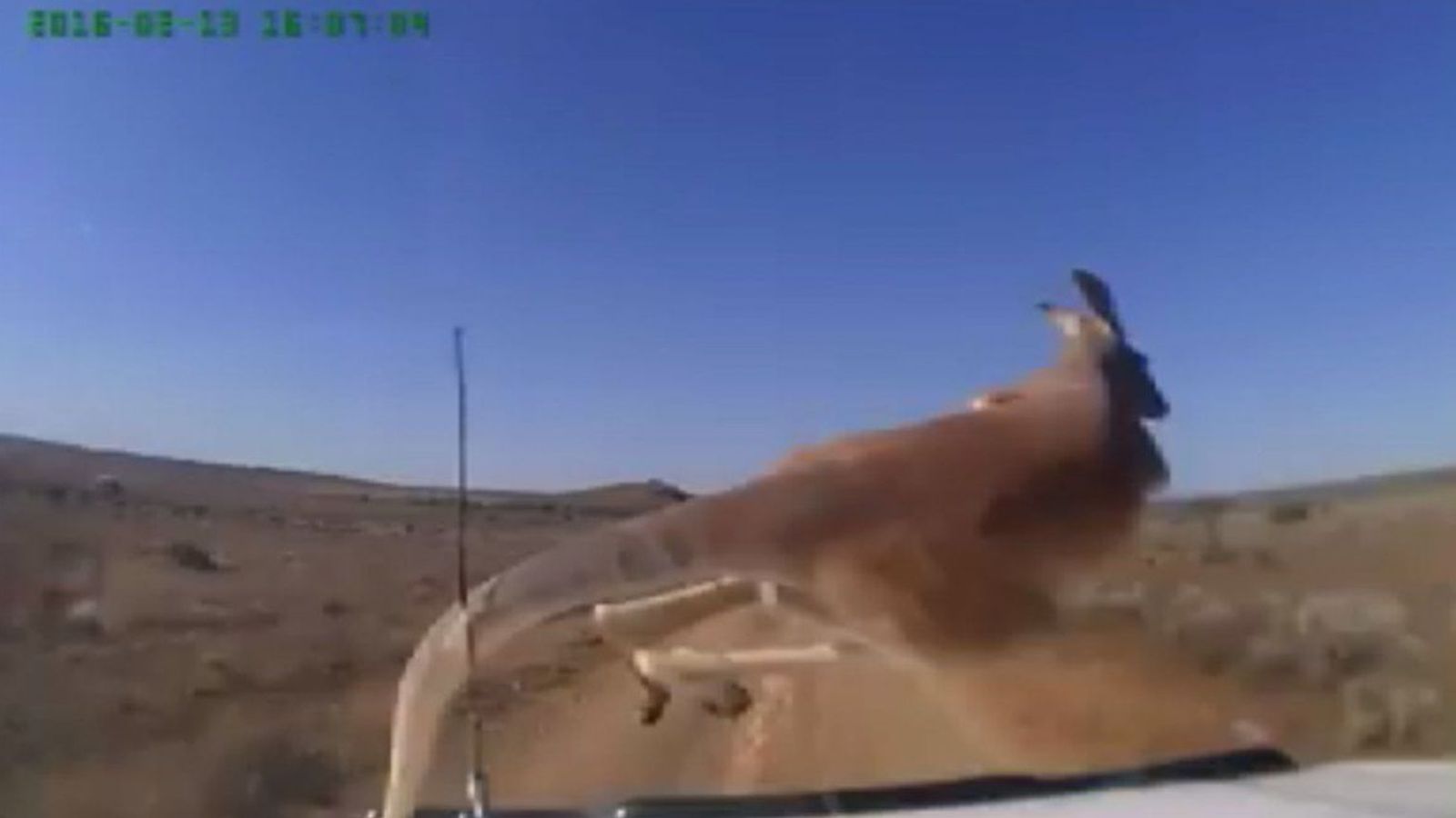Foto: El canguro, pasando por delante del coche sin ser atropellado (Facebook/Dash Cam Owners Australia)
