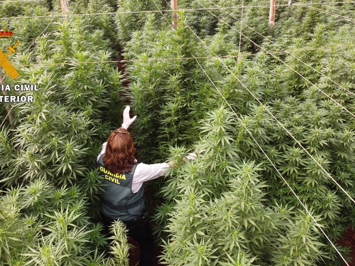 Foto: Una agente camina entre un 'bosque' de marihuana en una de las plantaciones incautadas. (Guardia Civil)