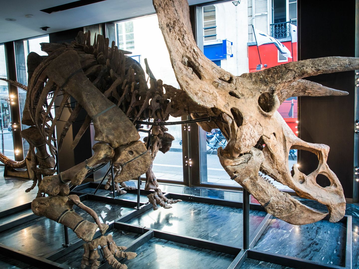 Se trata del mayor esqueleto de Tricerátops encontrado a día de hoy (EFE/EPA/Christophe Petit Tesson)
