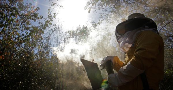 Foto: Investigan a un apicultor por un ataque de abejas en Navarra (Efe)