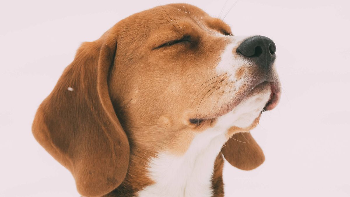 Clamor entre los ecologistas por el sacrificio de 38 cachorros 'beagle' en un experimento