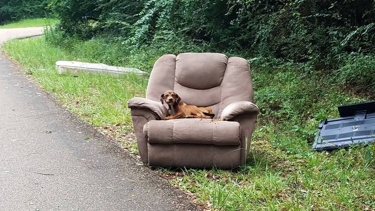 Abandonan a un cachorro en su sofá en mitad de una carretera desierta