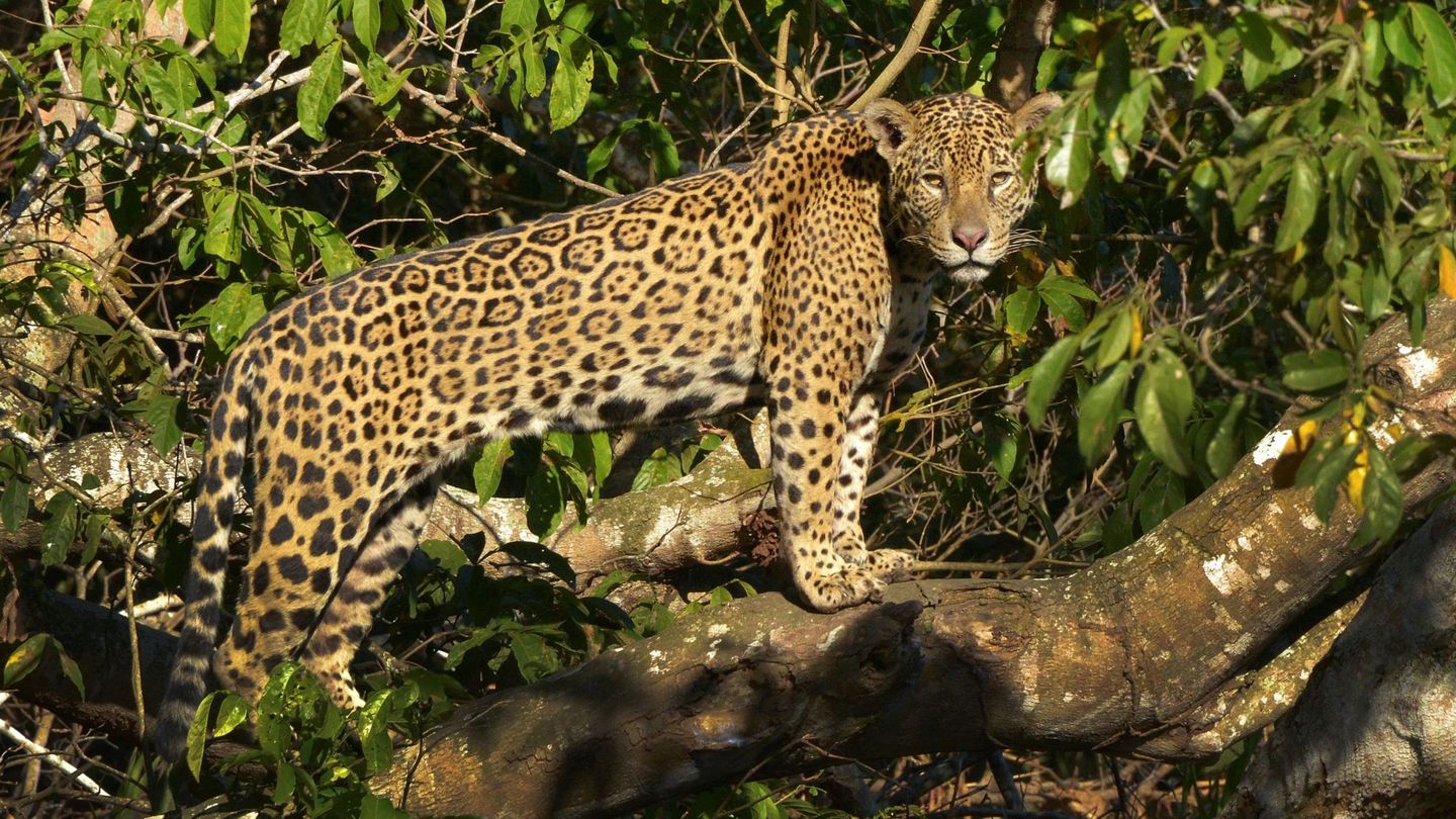 Un Jaguar brasileño. Foto: WWF