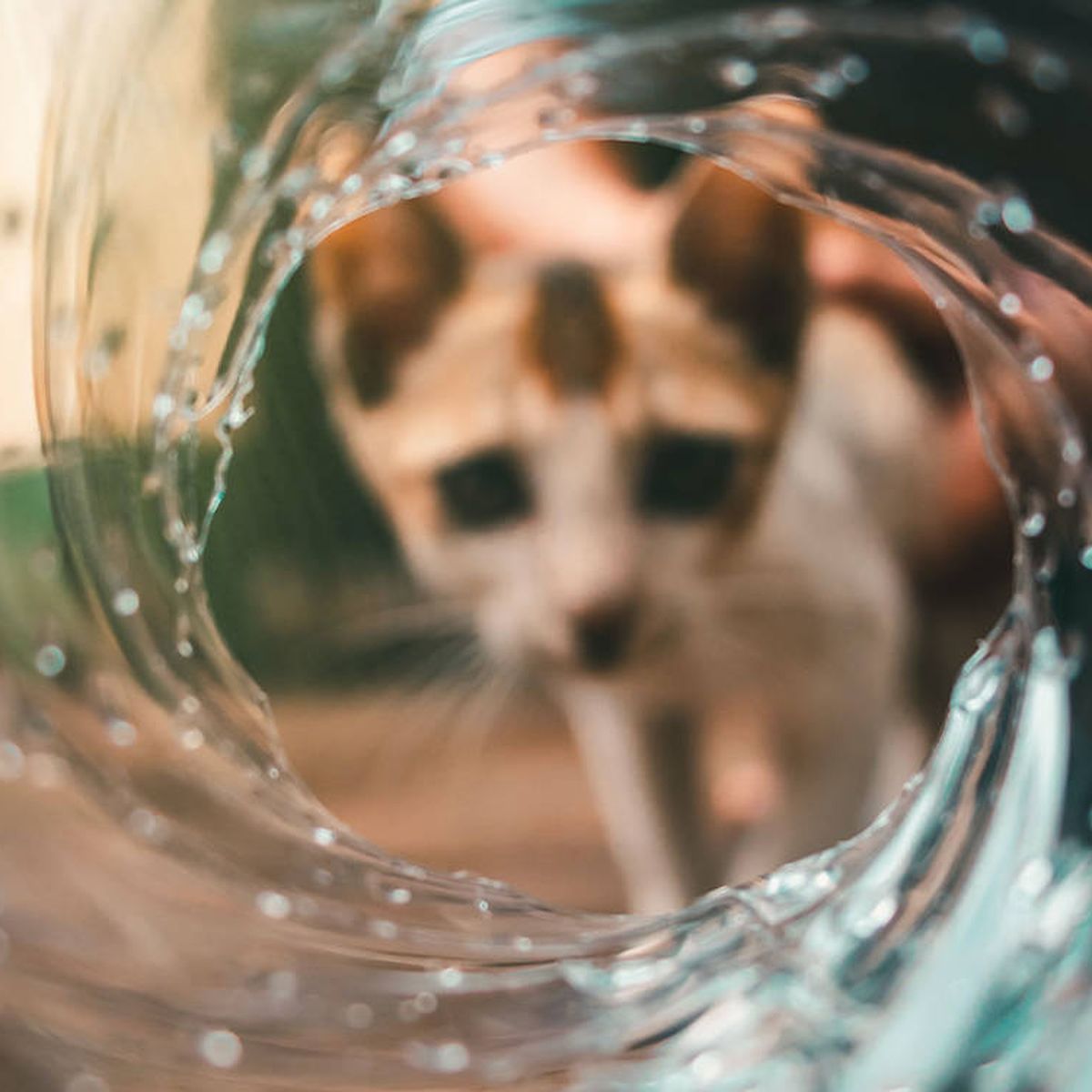 Lo mejor para tu mascota! Agua fresca y filtrada para tu gato gracias a  esta fuente de agua rebajada un 35%