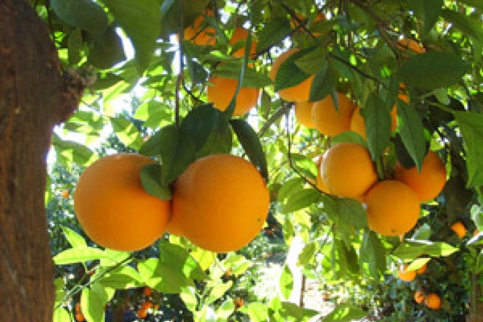 Foto: Una nueva visión de negocio: el cultivo tradicional de la naranja se rinde a Internet