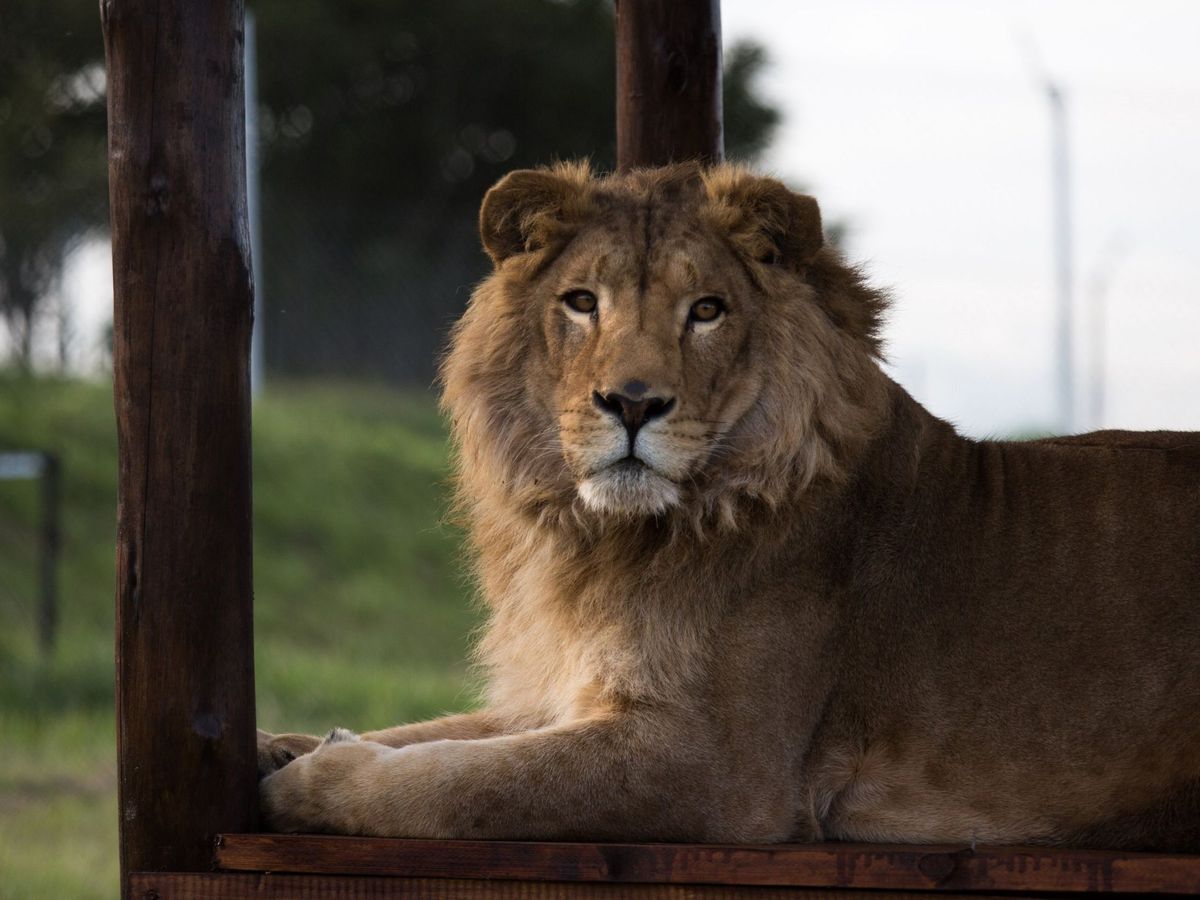 Foto: Imagen de archivo de un león. (EFE/Daniel Born-Four Paws)