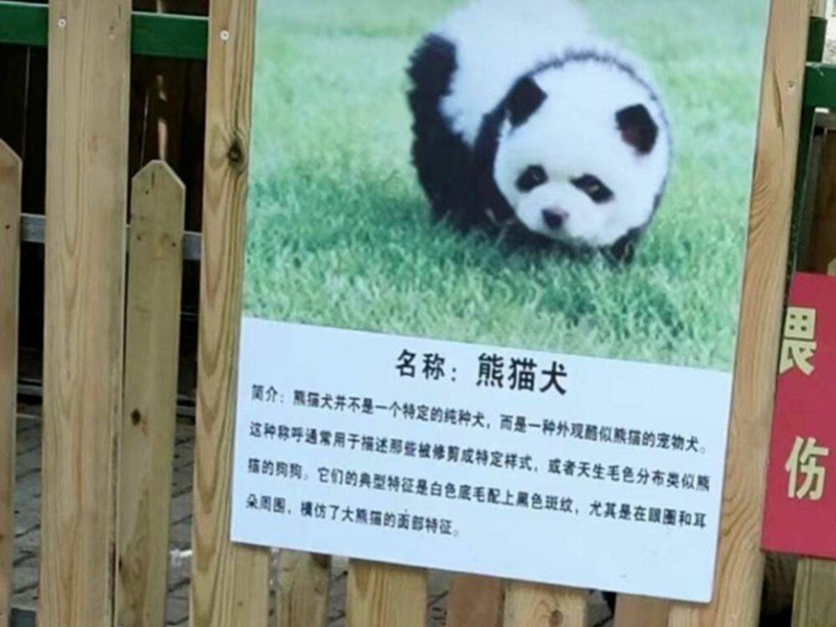 Foto: Los polémicos "perros panda" de un zoo de China: tiñen de blanco y negro a dos Chow Chow (qq.com)