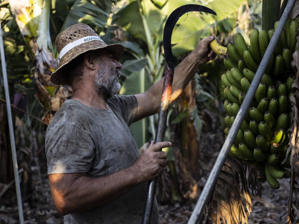 Foto: Un agricultor recolectando plátanos de Canarias. (Alejandro Martínez Vélez)