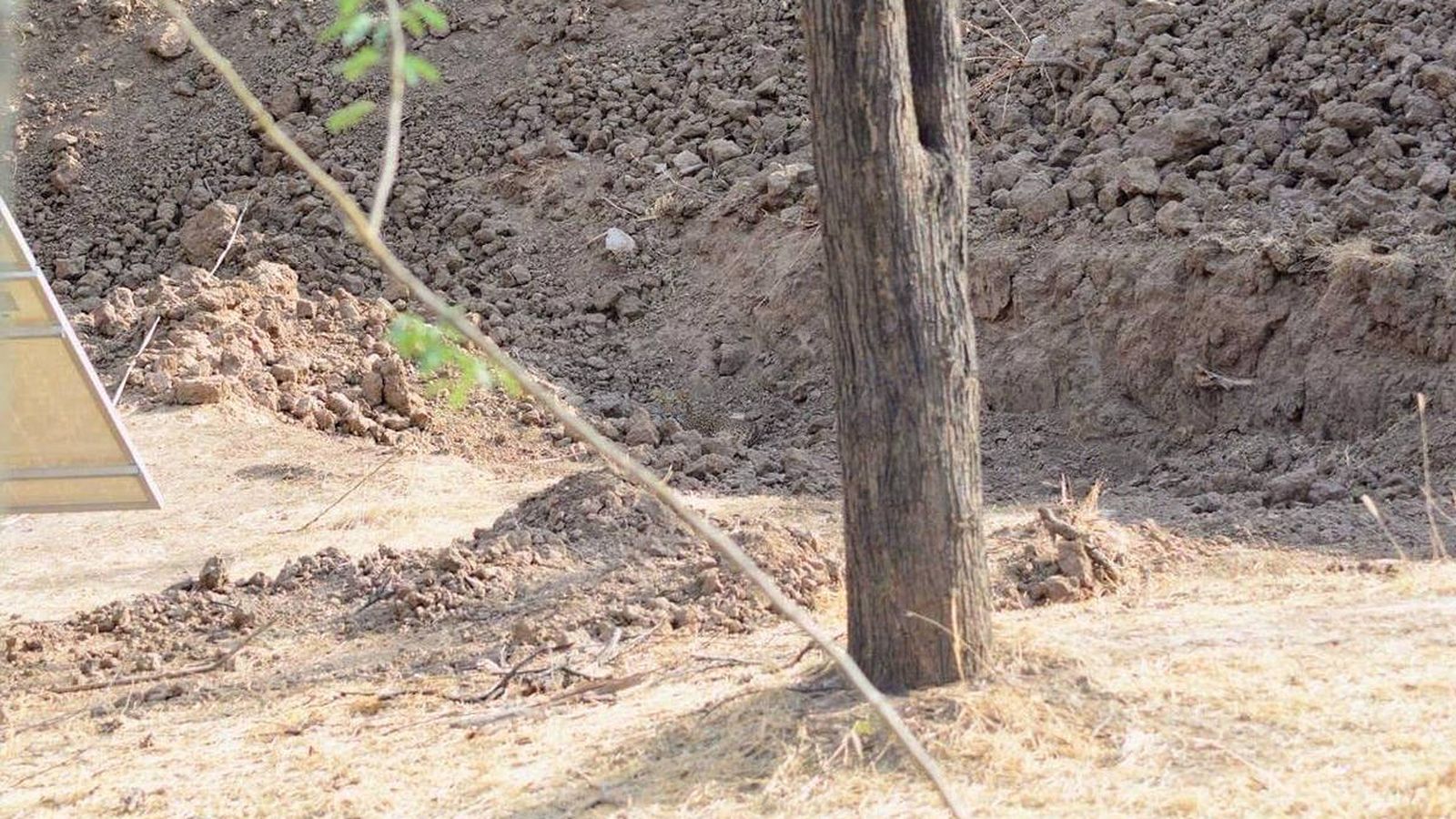 Foto: ¿Eres capaz de encontrar al leopardo que se esconde en la foto? El último reto viral (Foto: Twitter/Bella Lack)