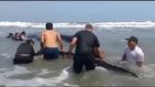 Rescatan una ballena varada en una playa de Perú